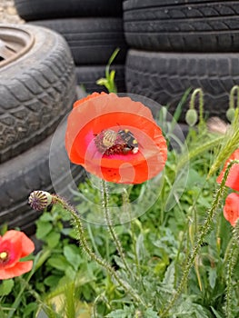 Bee at work in the flower