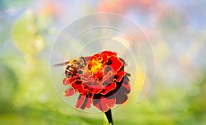 Bee work on a flower