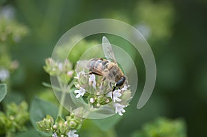 Bee at work on flower on sunny day summer