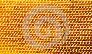 Bee work on honeycomb with sweet honey