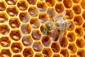 Bee work on honeycomb with sweet honey