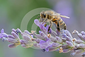 Bee at work on lavender