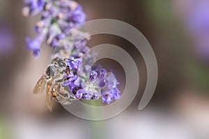 Miel de abeja sobre el sobre el lavanda 