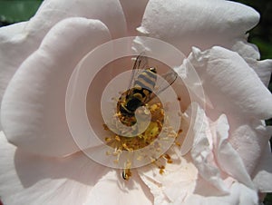 Bee at work in a rose