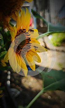 The Bee work & sunflower