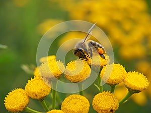 Bee at work, on a yellow flower