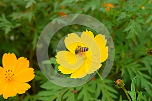 Bee at work on yellow flower