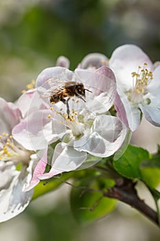 Bee working on apple flower in spring