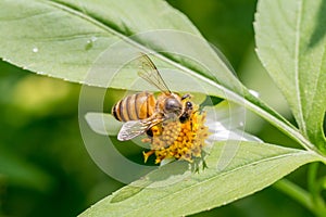 Bee working on Bidens pilosa flower