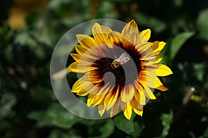 A bee working busily on a sunflower