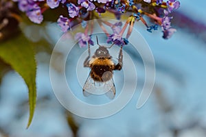 Bee working business