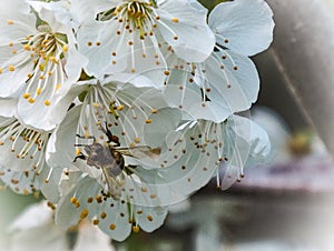 Bee working with cherry blossoms