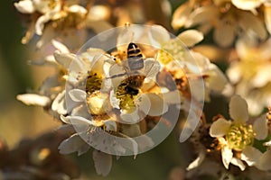 Bee working on collecting pollen among the flowers of a fruit tree photo