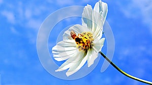 Bee working hard to extract honey from flower