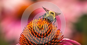 Bee working hard to get the objective