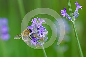 Bee working on lavender branch