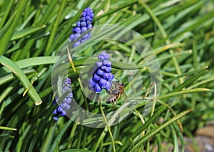 A bee working on muscari flowers