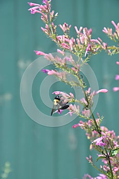 A bee working on a pink flower