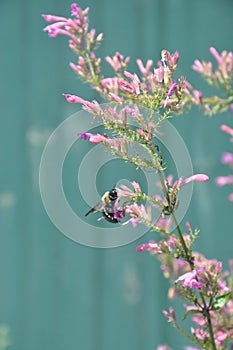 A bee working on a pink flower