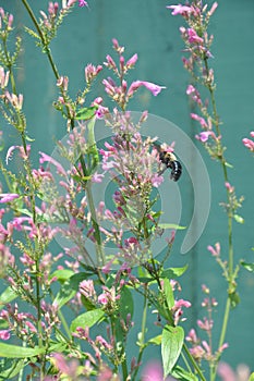 A bee working on a pink flower