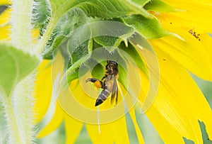 Bee working on sunflower, the insect in farm