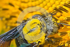 Bee working on sunflower, macro animal