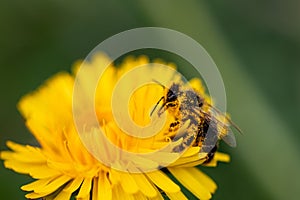 Bee working on yellow dandelion