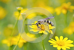 Bee working on yellow flower