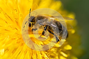 bee working at yellow flower- dandelion. sunny day. extremly macro shot