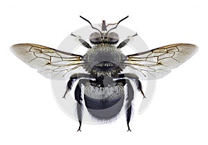 Bee Xylocopa collaris