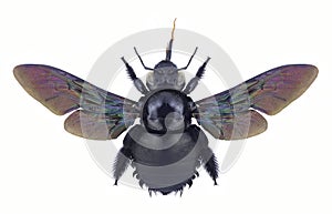 Bee Xylocopa latipes
