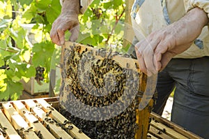 Bee yard and beekeeper holding honeycomb full of bees. Beehive with active honey bees