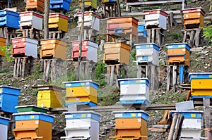 Bee Yard on the Hill