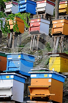Bee Yard on the Hill in Bulgaria