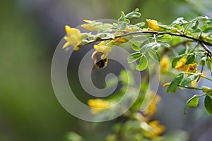 a bee on a yellow acacia flower