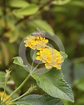 Bee on Yellow Blossom