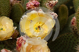 Bee on yellow cactus flower