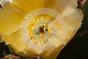 Bee on yellow cactus flower