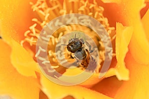 Bee on a Yellow Cactus Flower (Opuntia basilaris)