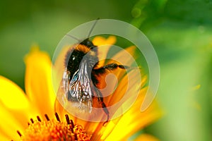 Bee on the yellow camomile