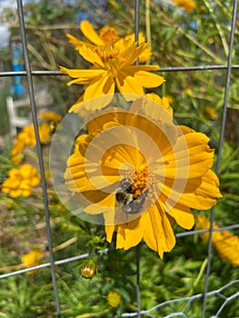 Bee on a Yellow Cosmos Flower