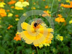 Bee on yellow cosmos flower