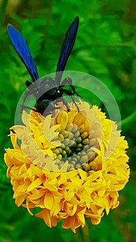 Bee and yellow crysanthemum flower