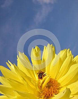 Bee on yellow dahlia