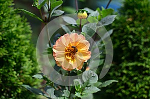 Bee on a Yellow Dahlia