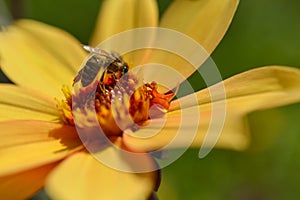 Bee on a yellow dahlia flower close up