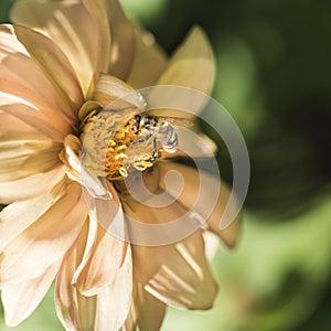 Bee on yellow dahlia in the garden