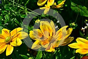 A bee on a yellow daisy flower. Life, hope, happiness, work, love, care concepts