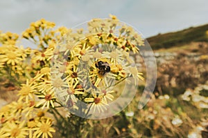 A bee on yellow daisy flower, macro