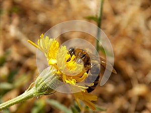 bee on a yellow dandelion